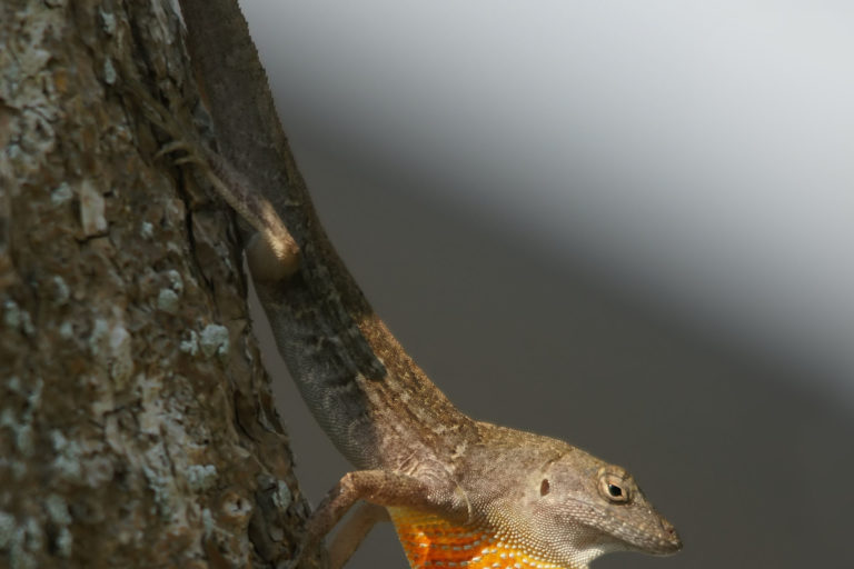 Picture of Florida brown lizard