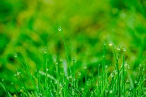 florida winter watering tips for lawn and landscaping &bull; Problem Solved Pest Control