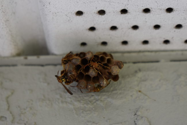 Wasp Nest Punta Gorda, Florida