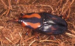 Palmetto Weevil