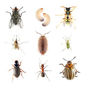 Depositphotos 66001905 xl 2015 copy • Problem Solved Pest Control