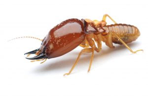 can i do my own termite control • Problem Solved Pest Control