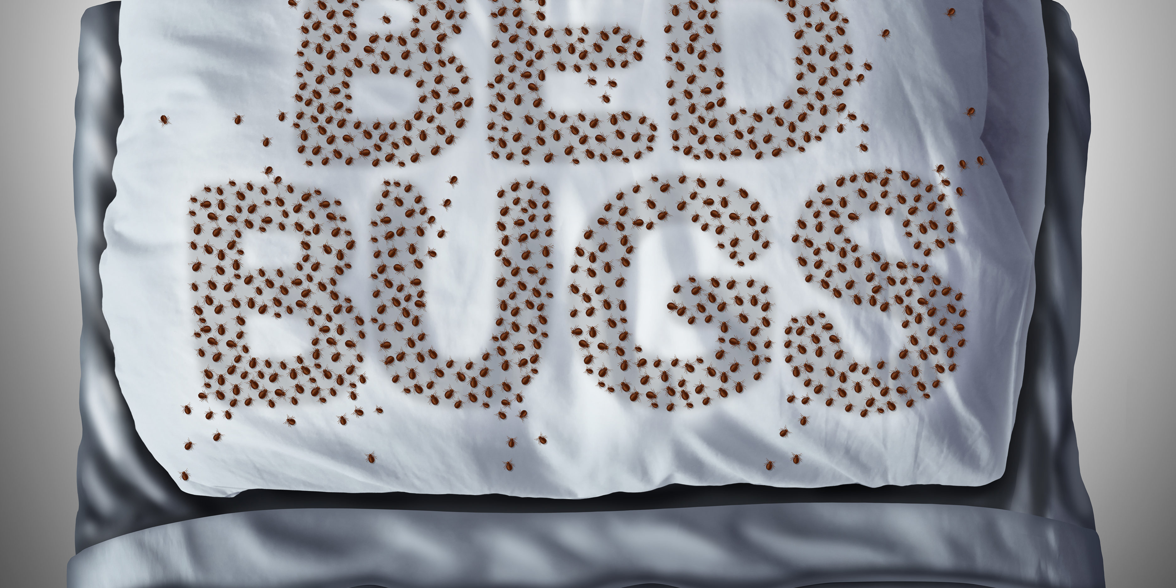 Bed Bugs Before & After • Problem Solved Pest Control