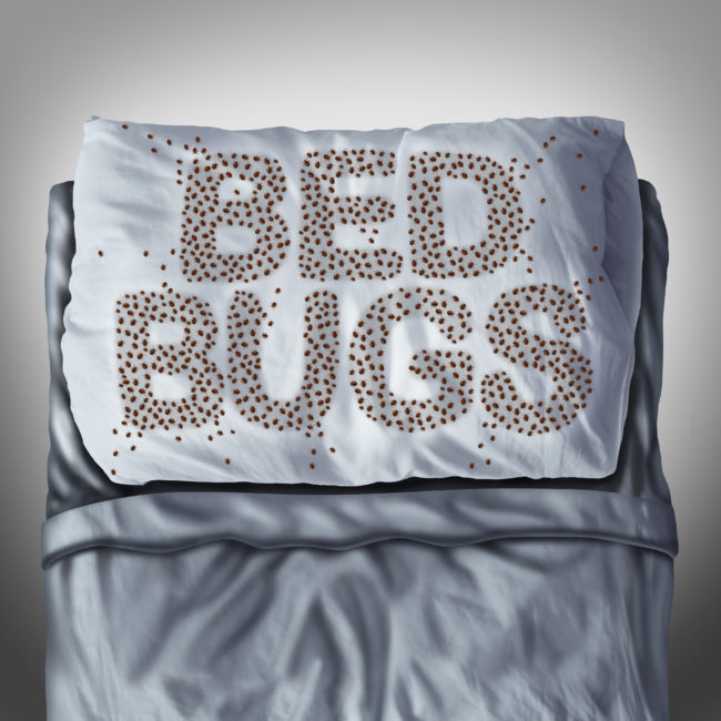 Bed Bugs On Pillow bed bugs