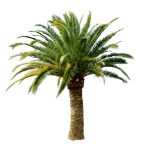 pineapple &bull; Problem Solved Pest Control