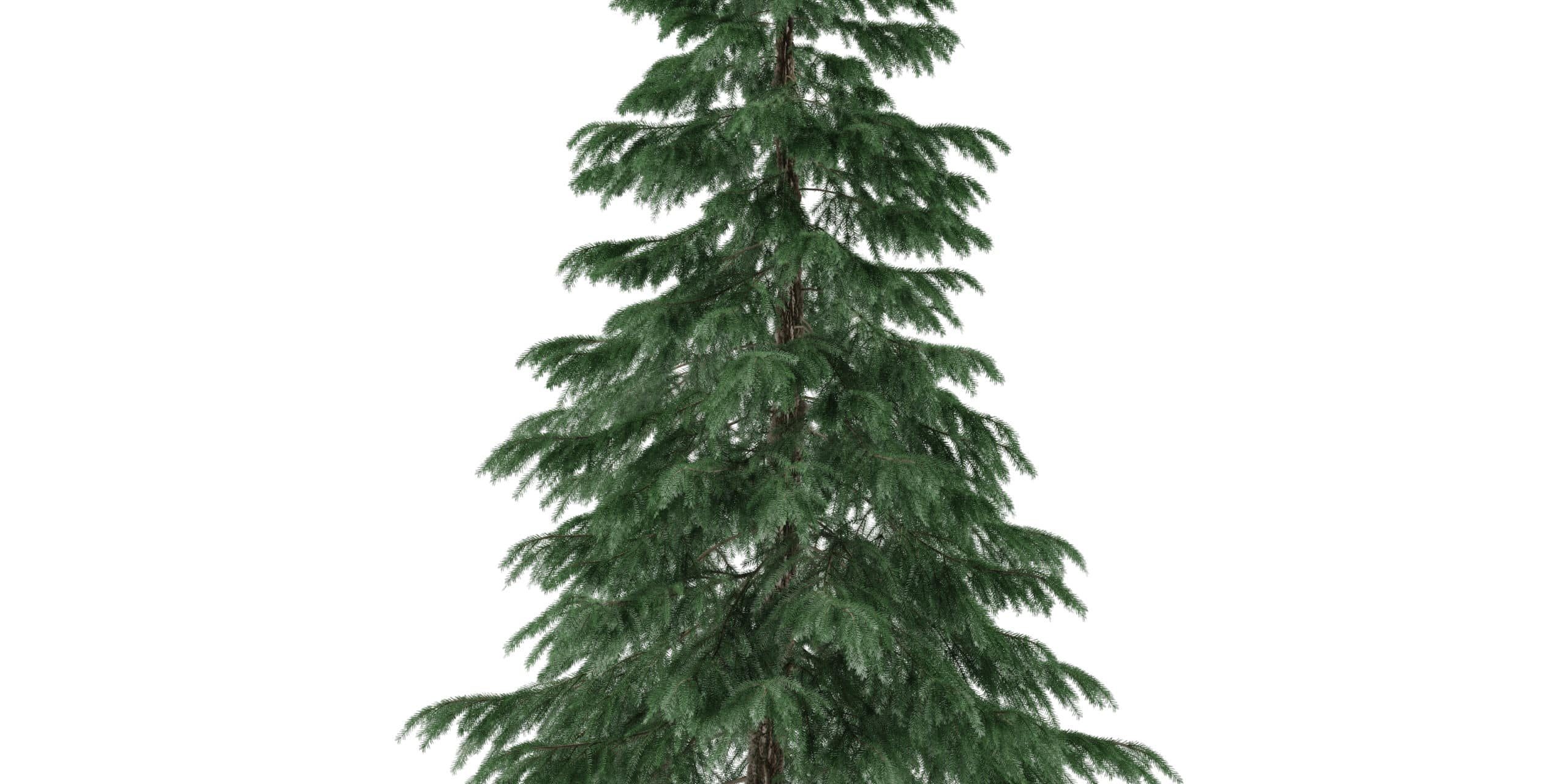 Christmas Tree Have Bugs Christmas Tree Have Bugs