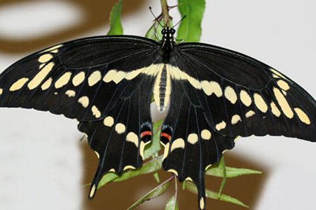 Worms On My Citrus Tree