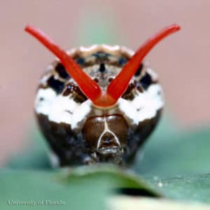 papilio cresphontes11 1 &bull; Problem Solved Pest Control