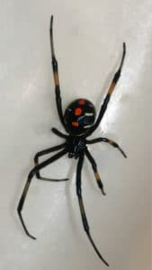 Black widow dangerous spider &bull; Problem Solved Pest Control