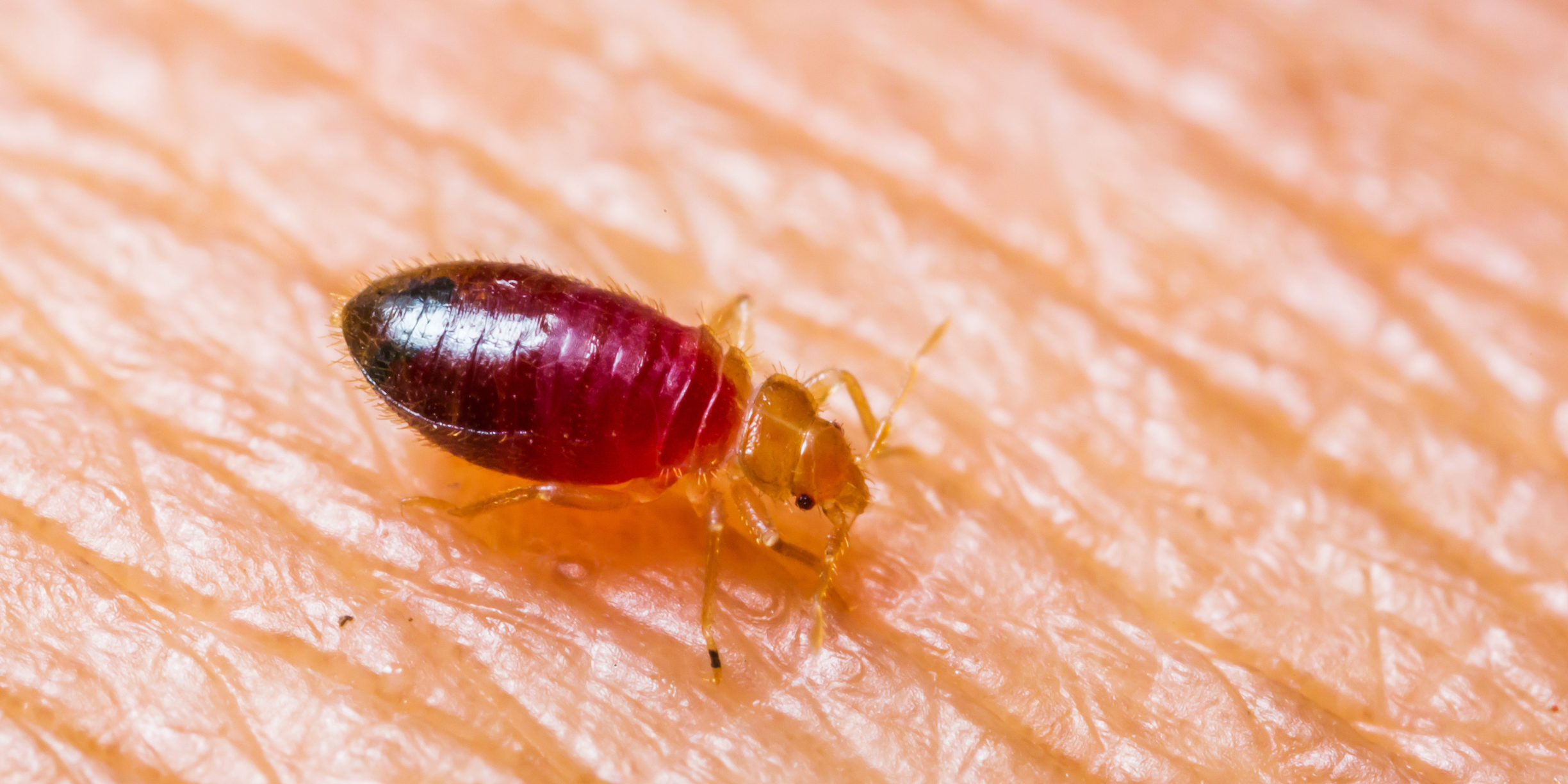 Top 5 Bedbug Myths • Problem Solved Pest Control