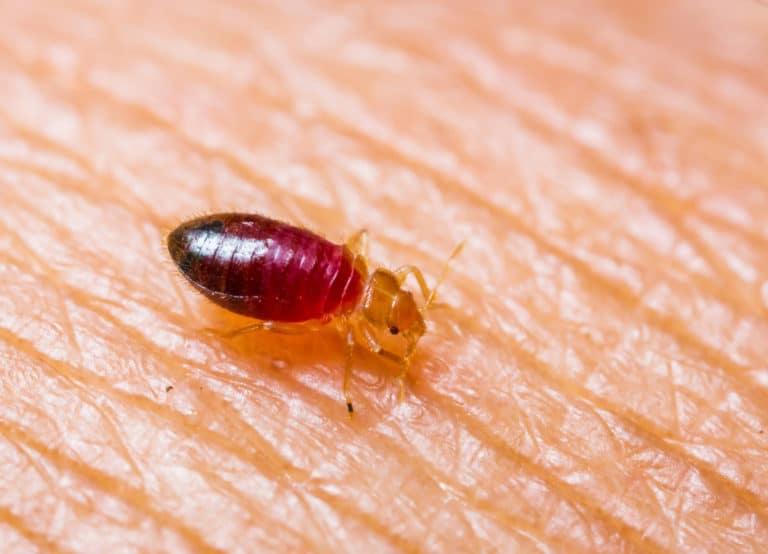 bedbug myths
