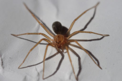 recluse spider florida dangerous spider • Problem Solved Pest Control