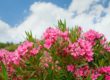 pink oleander flowers in Florida