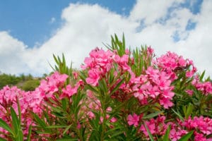 pink oleander flowers in Florida