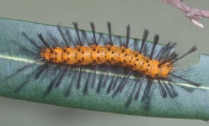 Oleander Caterpillar