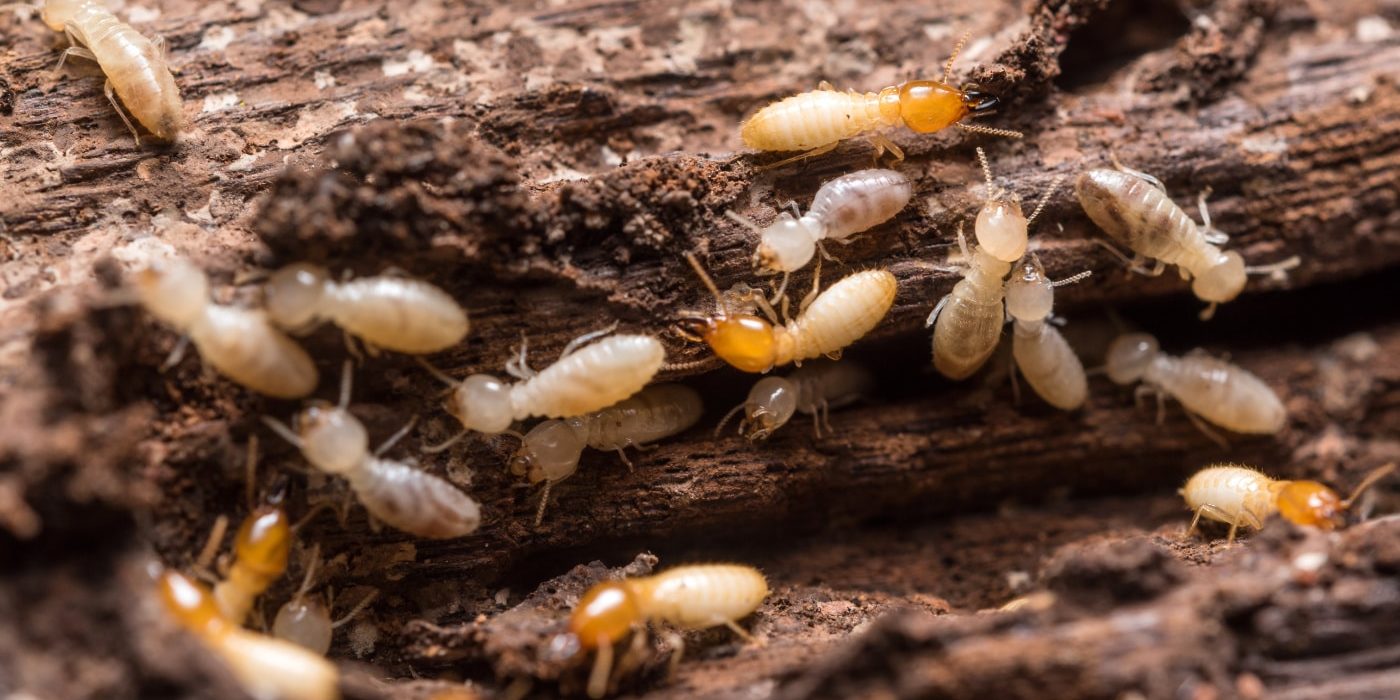 Termite Extermination • Problem Solved Pest Control