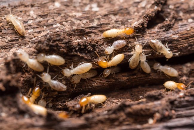 termite-extermination termite-extermination