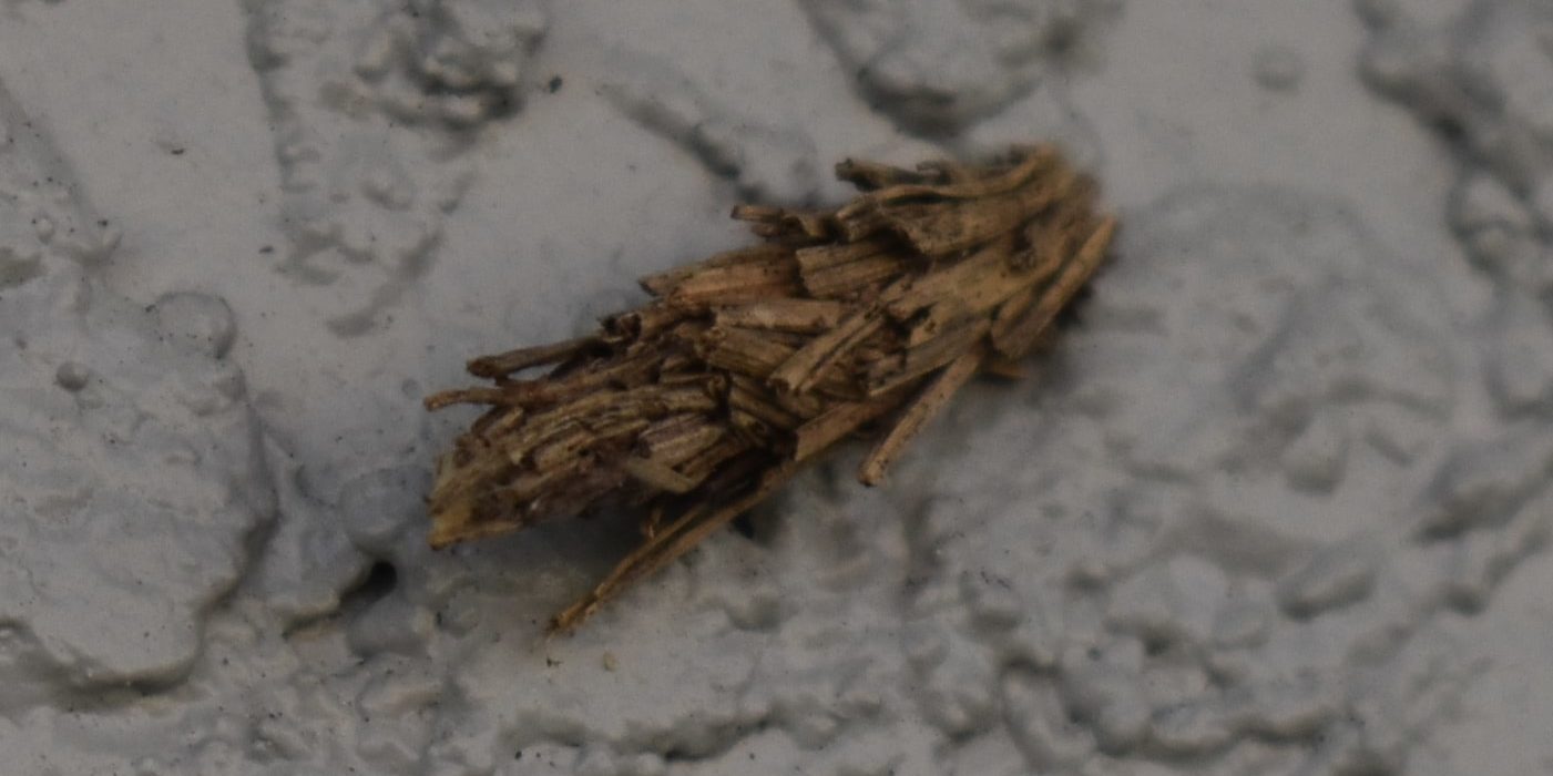 Bagworm Moths Are They Pests? • Problem Solved Pest Control