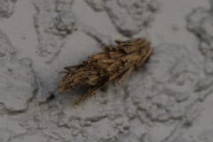 bagworm-moth-case