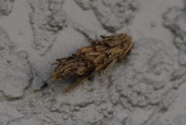 bagworm-moth-case bagworm-moth-case