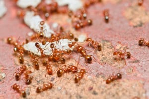 fire ant teamwork