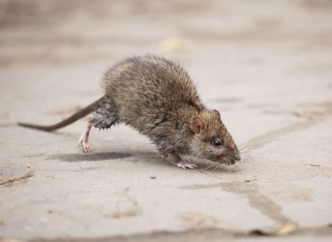 control rodents control rodents with professional service