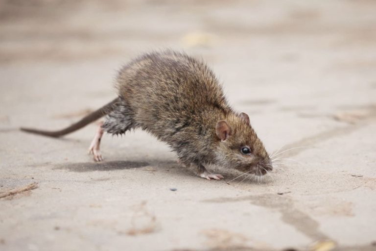 control rodents with professional service