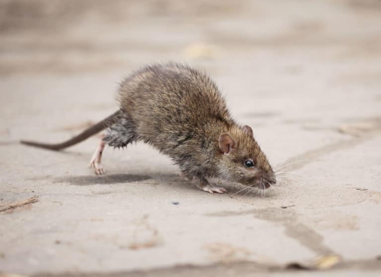 control rodents with professional service