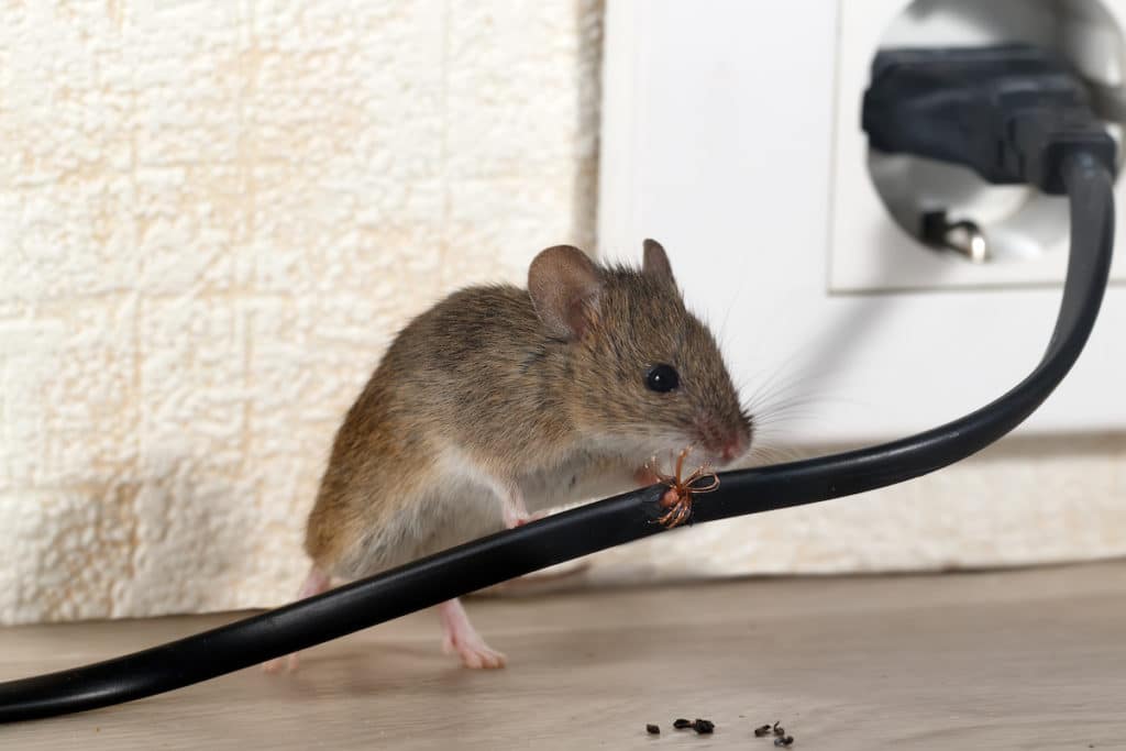 a mouse rodents chew wires