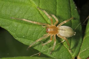 yellow sac spider