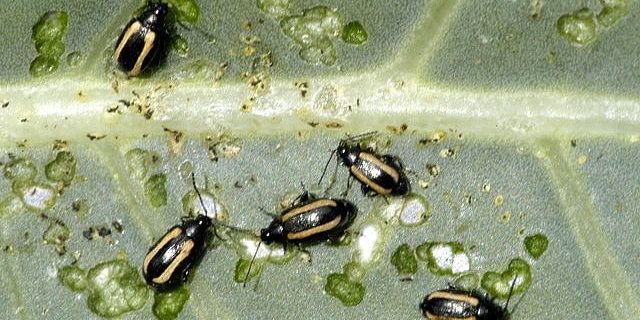 flea beetles flea beetles