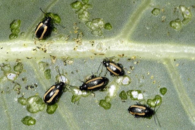 flea beetles