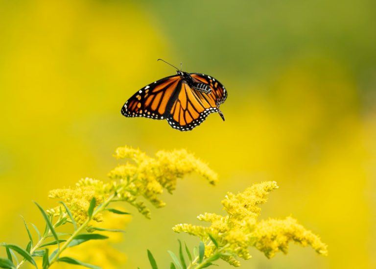 monarch butterflies problem solved pest
