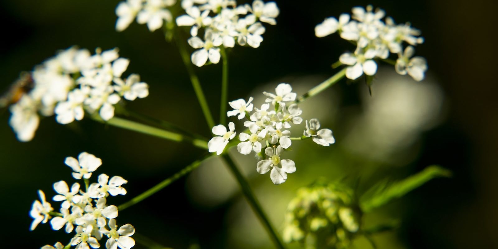 poison-hemlock-flower-essence-lupon-gov-ph