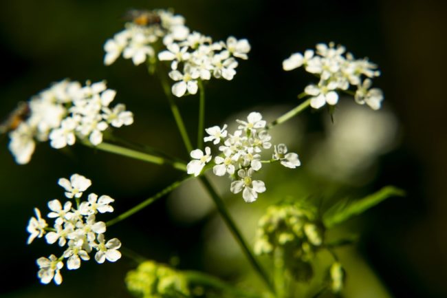 poison hemlock problem solved pest poison hemlock problem solved pest
