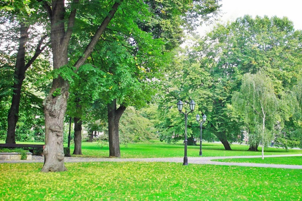 grass won't grow in shade