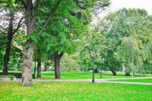 grass won't grow in shade