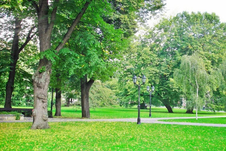 grass won't grow in shade