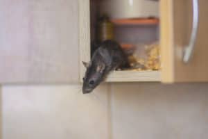 rat poop in kitchen cabinet unsanitary