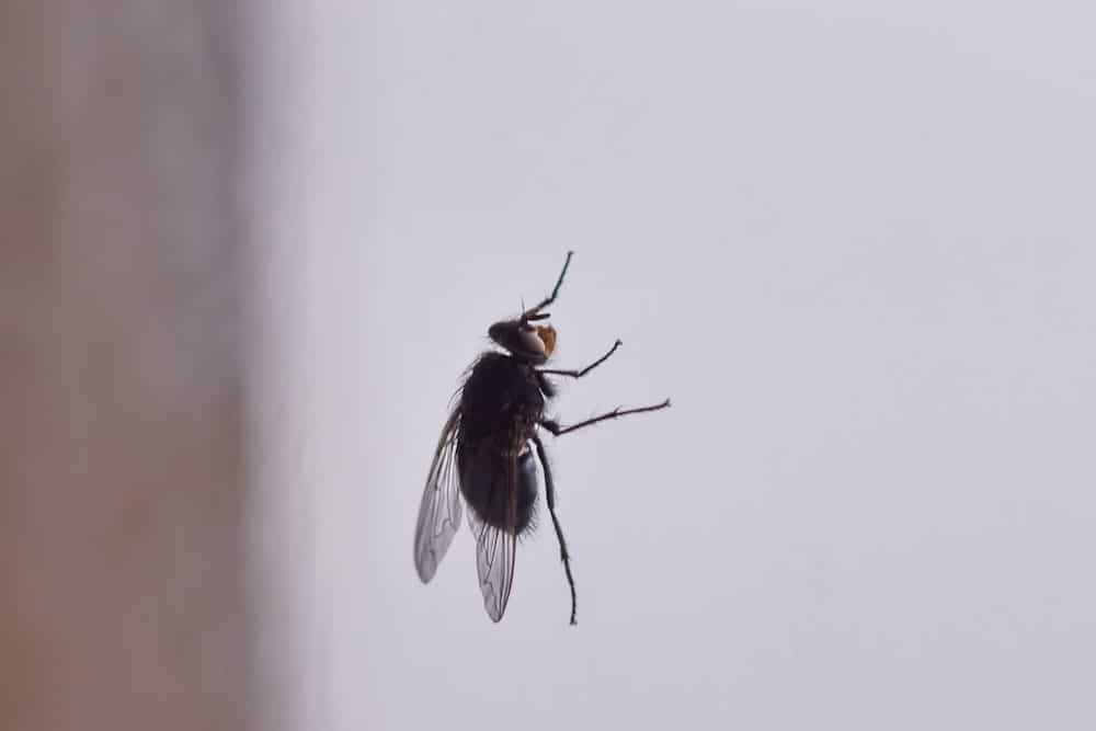 Black House Flies How to Control, Prevent, and Deter Them • Problem