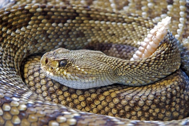 venomous snakes in florida diamond back rattlesnake