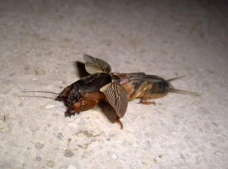 Mole Crickets