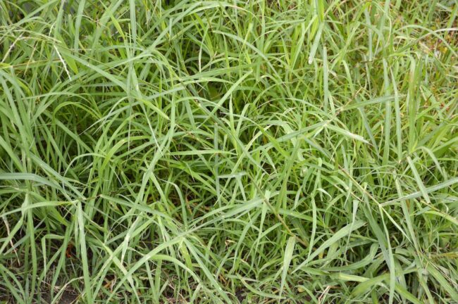 Argentine Bahia Argentine Bahia