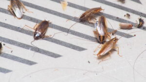 Roaches In Home