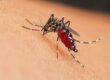 Conquer Mosquitoes: Your Guide to Effective Mosquito Control in Port Charlotte