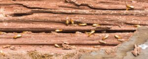 Termites Slide