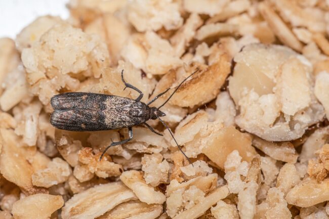Close-up view on indian-meal moth on oatmeal. Indianmeal Moth - Common Pantry Pests