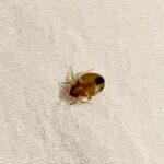 Banish Bed Bugs Your Ultimate Guide to Bed Bug Treatment in Cape Coral