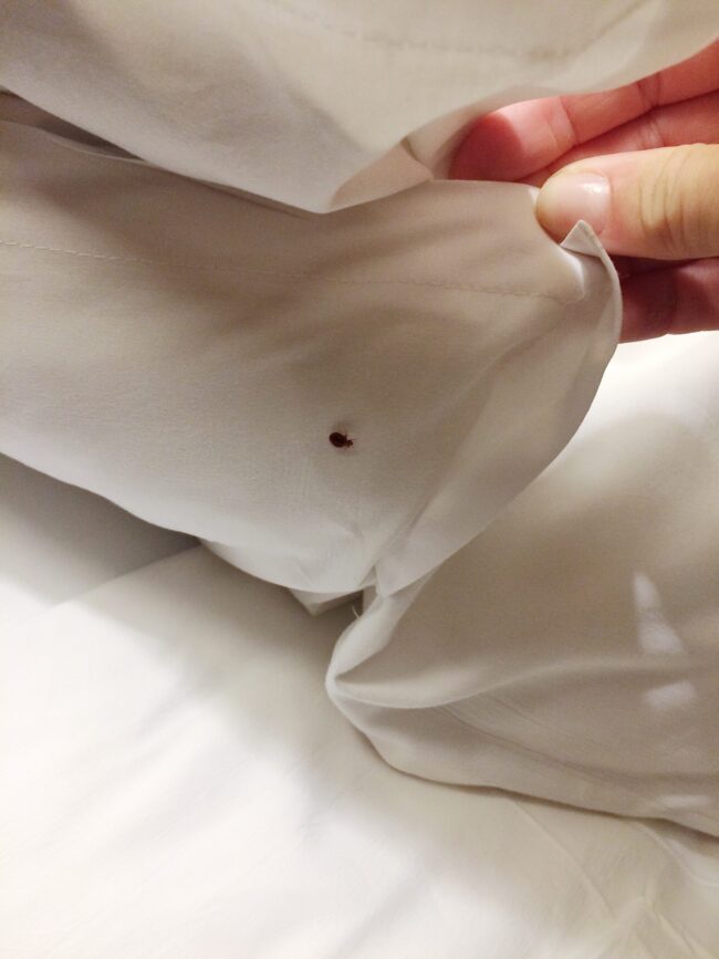 Banish Bed Bugs Your Ultimate Guide to Bed Bug Treatment in Cape Coral