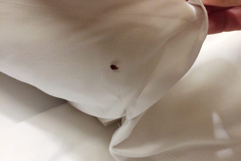 Banish Bed Bugs Your Ultimate Guide to Bed Bug Treatment in Cape Coral